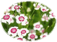 Dianthus Deltoides