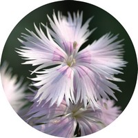 Clavelina - Dianthus Caryophyllus