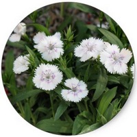 Clavelina - Dianthus Caryophyllus