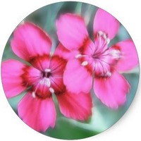 Clavelina japonesa - Dianthus Superbus