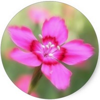 Clavelina japonesa - Dianthus Superbus