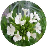 Clavelina japonesa - Dianthus Superbus