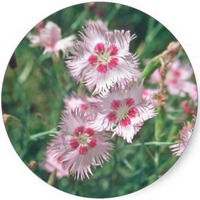 Dianthus Plumarius