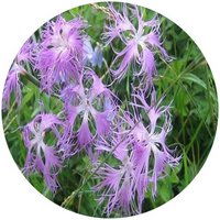 Dianthus Superbus