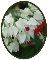 Clerodendrum