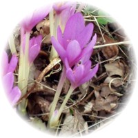 Colchicum Autumnale