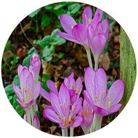 Colchicum Autumnale