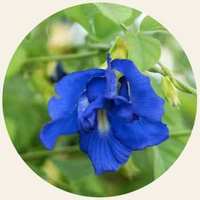 Convolvulus - Correhuela