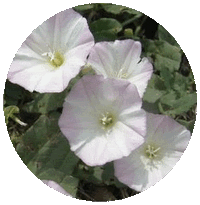 Convolvulus Arvensis