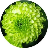 Chrysanthemum