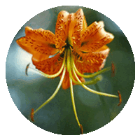 Daylily - Lirio de Dia