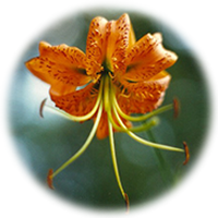 Daylily - Lirio de Dia