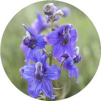Delphinium