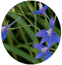Consolida Regalis - Delphinium
