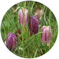 Fritillaria Meleagris