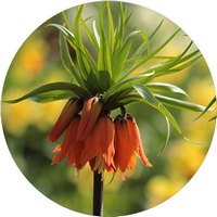 Fritillaria Imperialis