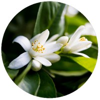 Gardenia Tahitensis - Flor de Tiare