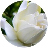 Gardenia Tahitensis - Flor de Tiare