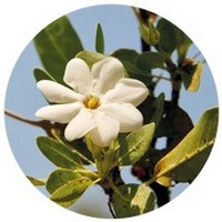 Gardenia - Flor