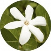 Gardenia Tahitensis