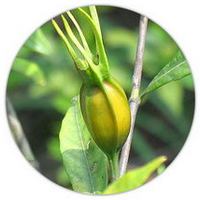 Gardenia - Frutos