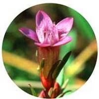 Gentian