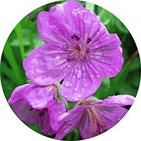 Geranium