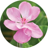 Geranium