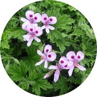 Geranium