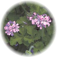 Geranium