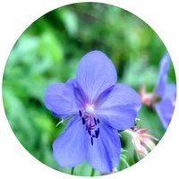 Geranium Platyhantum