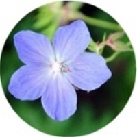 Geranium Pratense