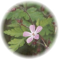 Geranium Robertianum