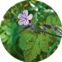 Geranium Robertianum