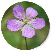 Geranium Robertianum