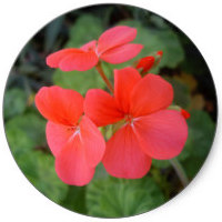 Geranium Sanguineum