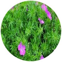 Geranium Sanguineum