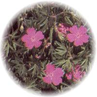 Geranium Sylvaticum