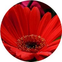 Gerbera