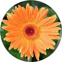 Gerbera