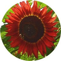 Girasol Ornamental - Sunflower - Helianthus Annuus