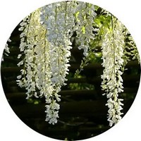Wisteria Sinensis