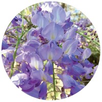 Wisteria Sinensis