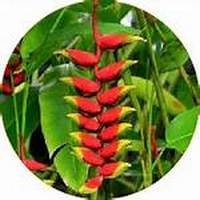 Heliconia