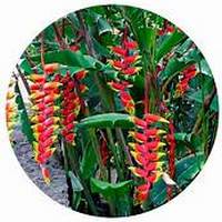 Heliconia