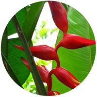 Heliconia Caribaea