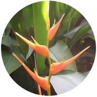 Heliconia Latispatha