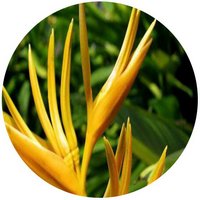 Heliconia Psittacorum - Pico de loro, Flor de periquito