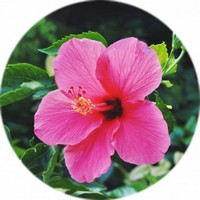 Hibiscus Syriacus