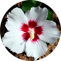 Hibiscus
